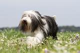 BEARDED COLLIE 062